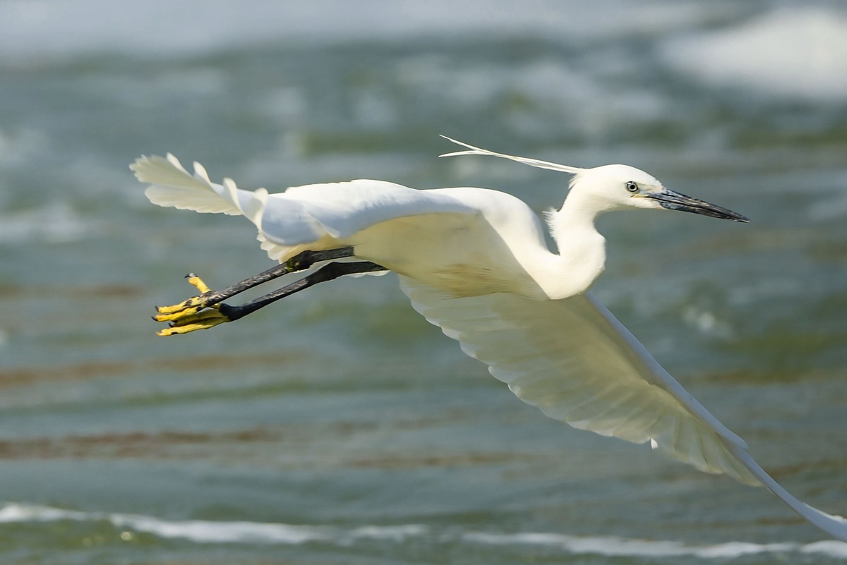 西堤拍白鹭（尼康500mm f5.6E PF ED VR 试镜）