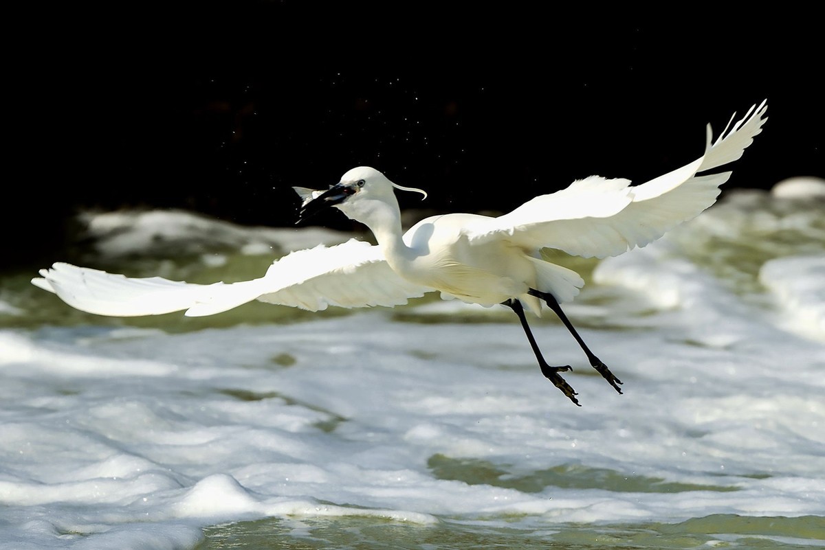 西堤拍白鹭（尼康500mm f5.6E PF ED VR 试镜）