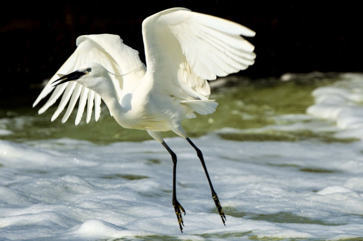 西堤拍白鹭（尼康500mm f5.6E PF ED VR 试镜）