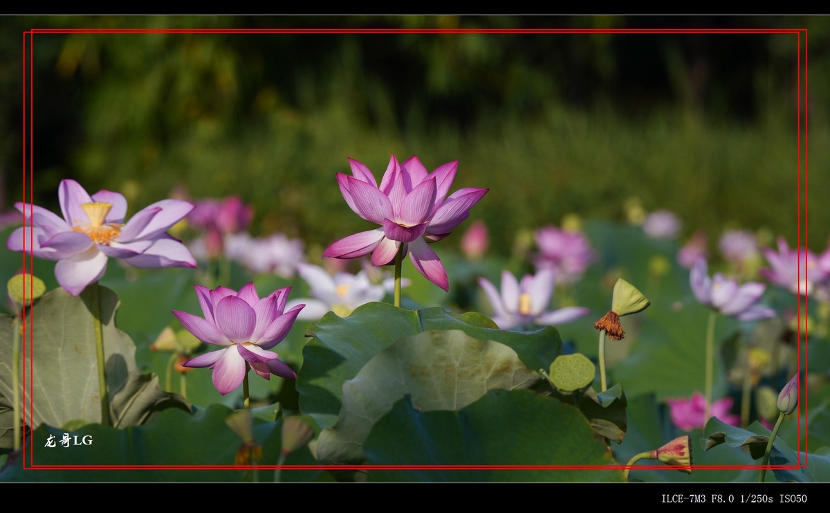 发一帖,庆祝R8开坛