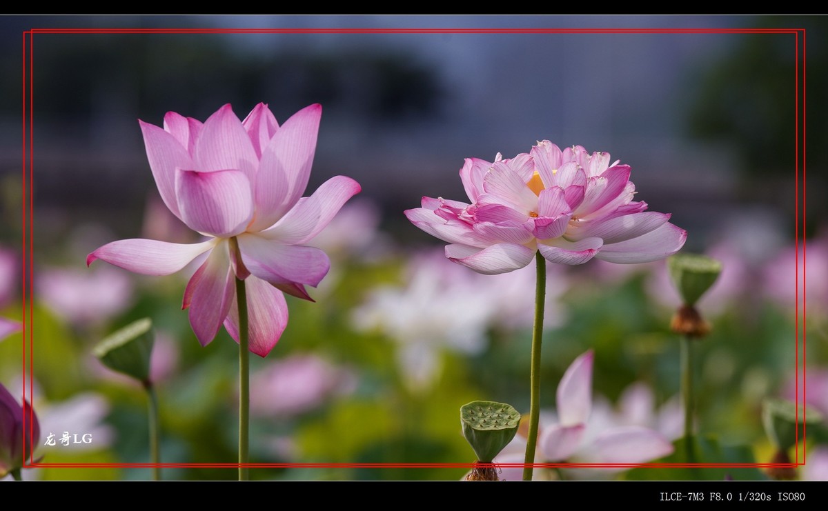 发一帖,庆祝R8开坛