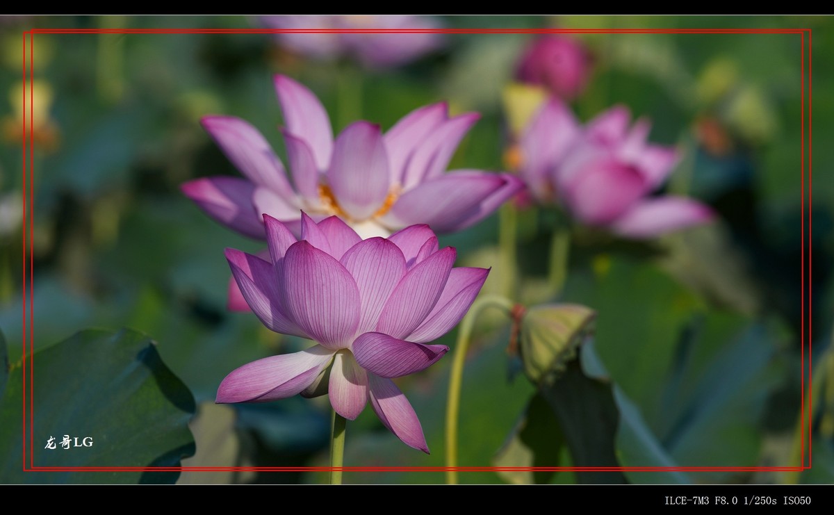 发一帖,庆祝R8开坛