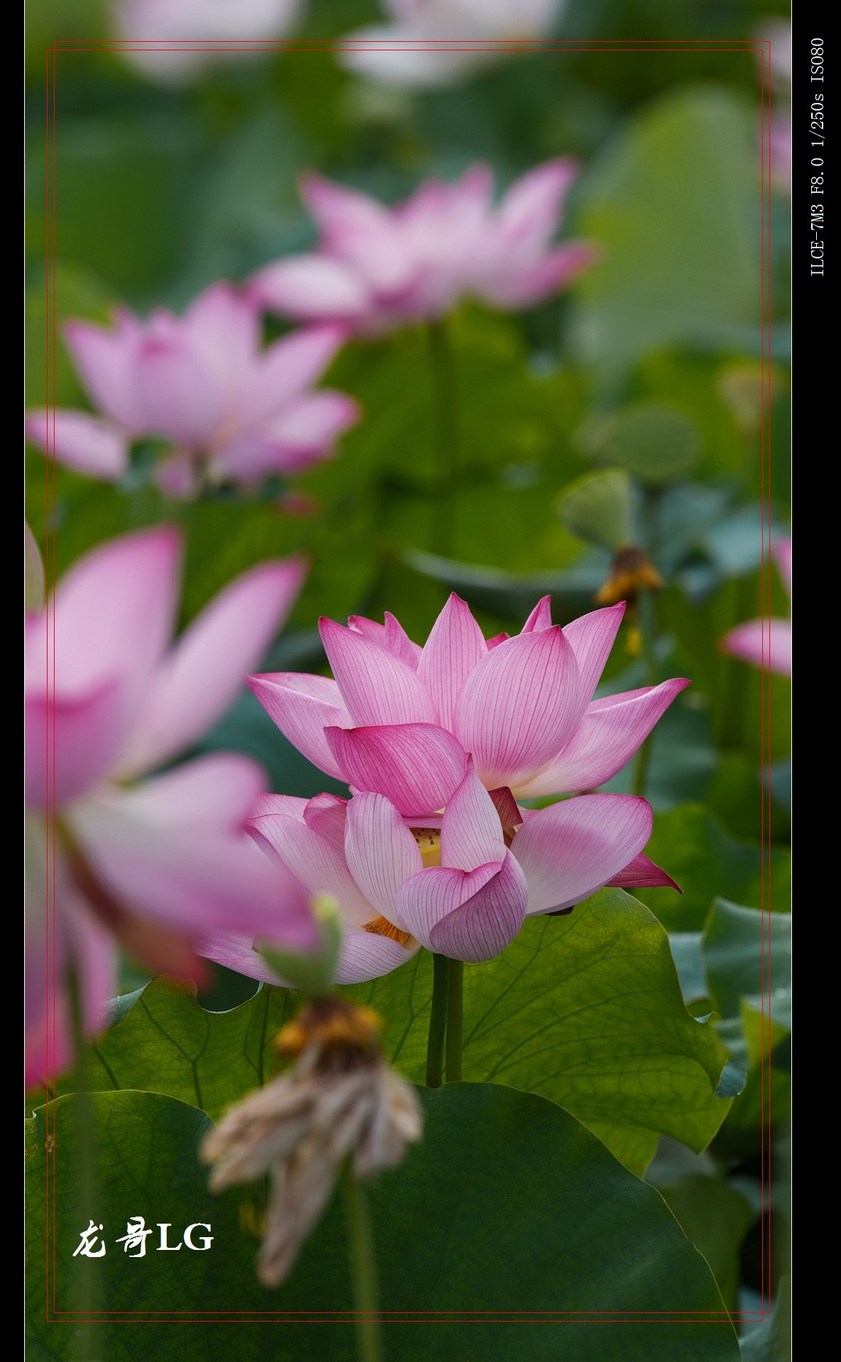 发一帖,庆祝R8开坛