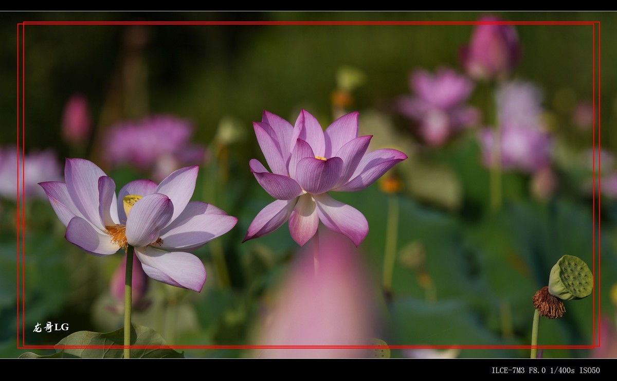牛刀杀鸡，鸟头拍花 （EF ?300 F2.8 ）