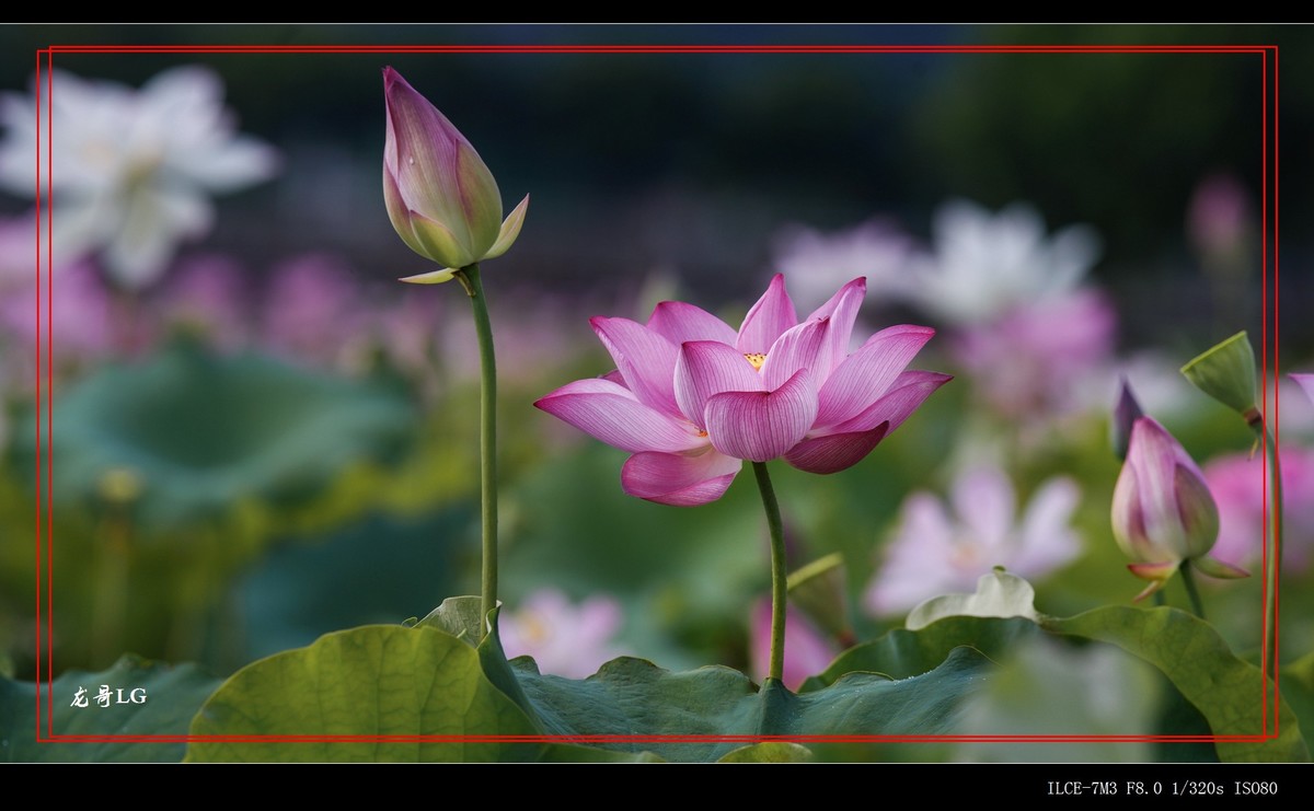 牛刀杀鸡，鸟头拍花 （EF ?300 F2.8 ）