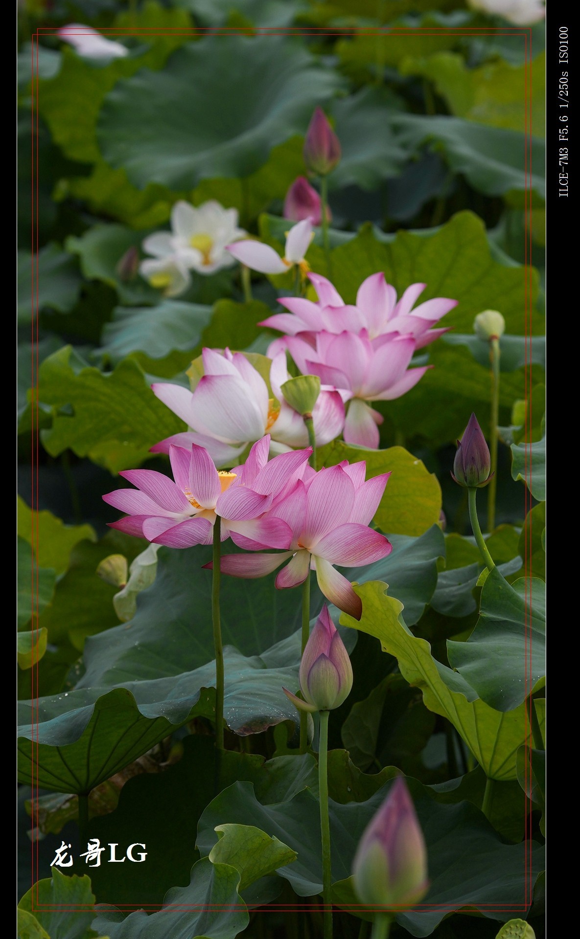 牛刀杀鸡，鸟头拍花 （EF ?300 F2.8 ）