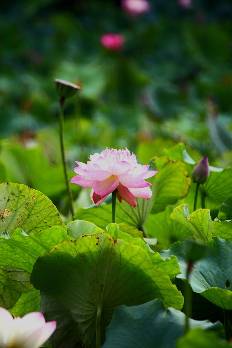 映日荷花九