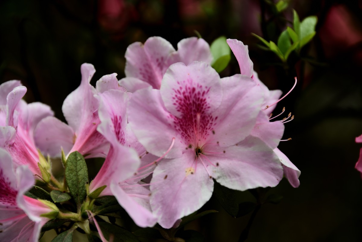 望丛祠掠影【4】