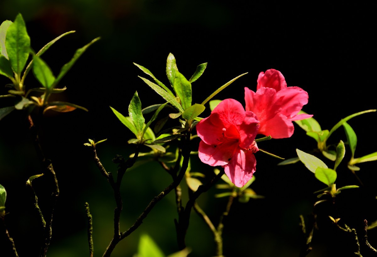 望丛祠掠影【4】