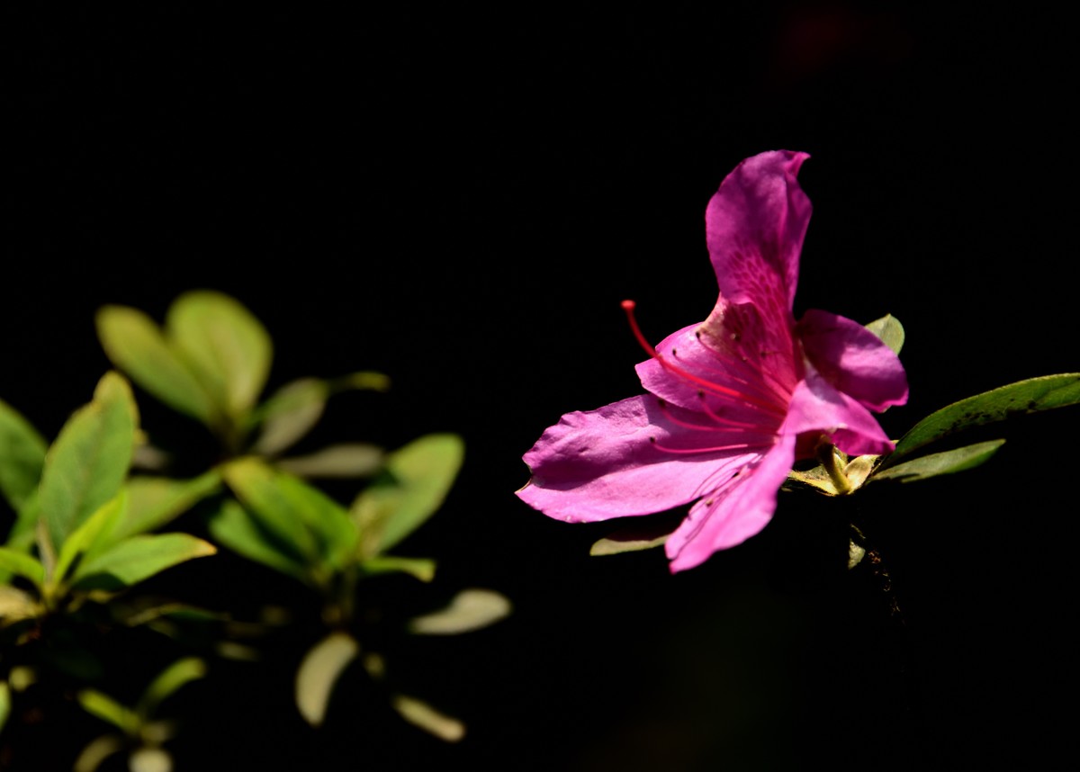 望丛祠掠影【4】