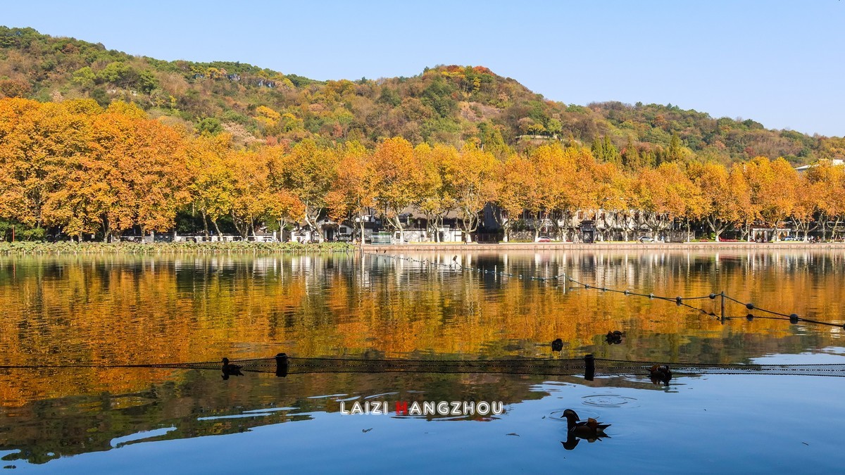 西湖秋色如约而至 (4)