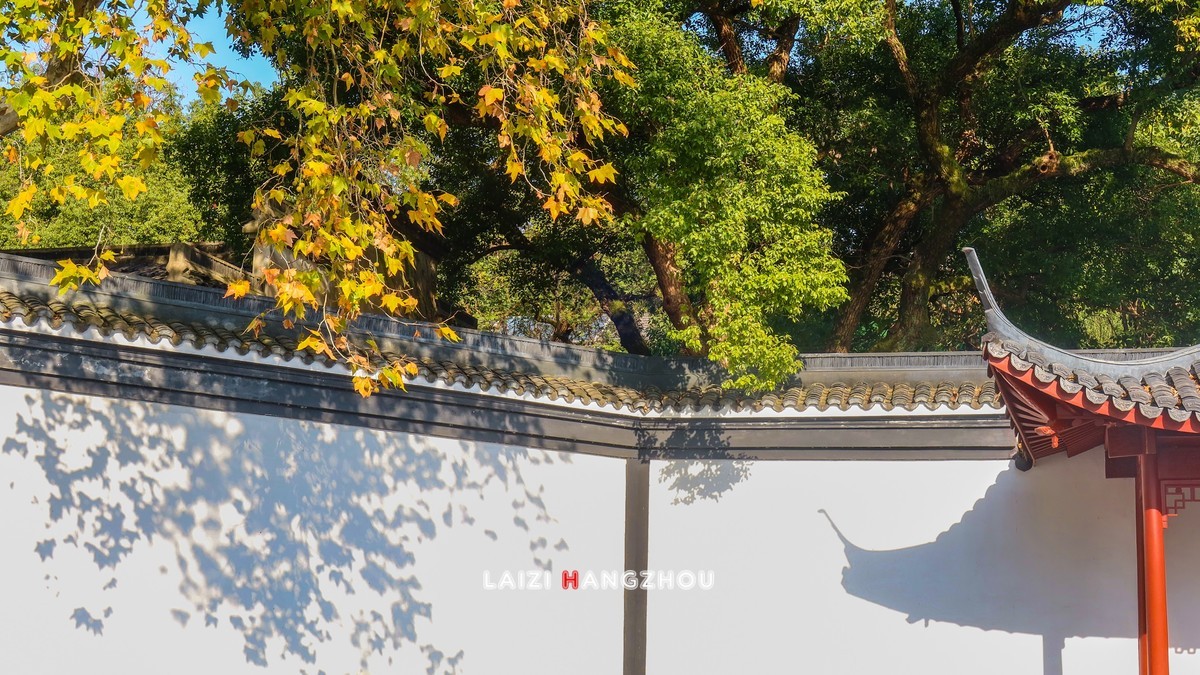 西湖秋色如约而至 (4)