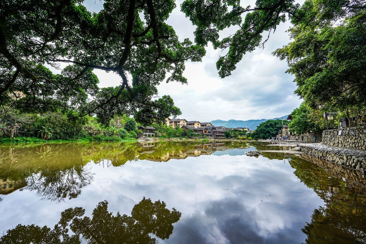 云水谣的古树
