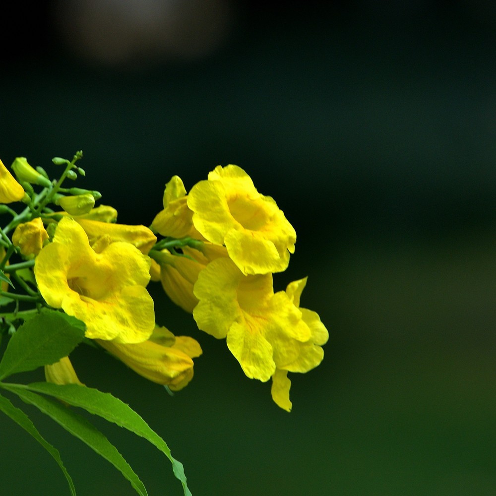 公园里的黄钟树花1