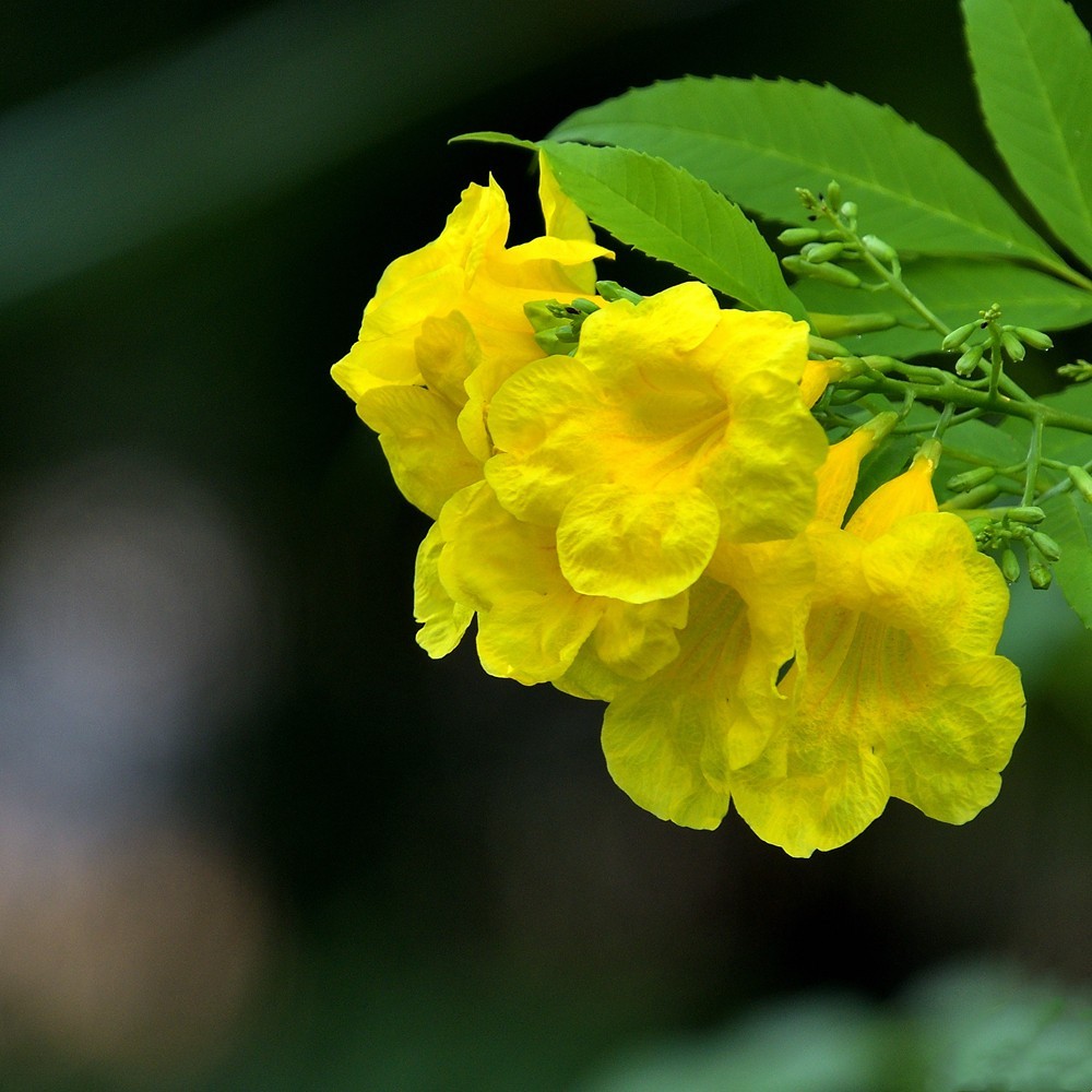 公园里的黄钟树花1