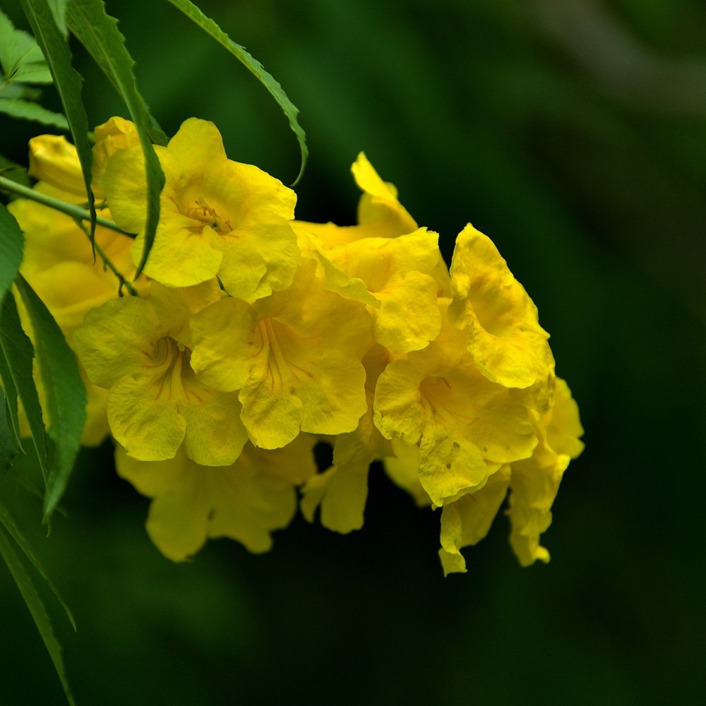 公园里的黄钟树花1