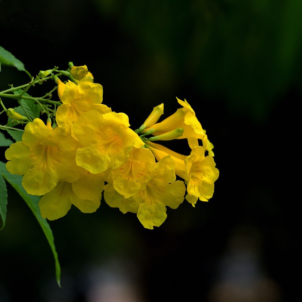 公园里的黄钟树花1