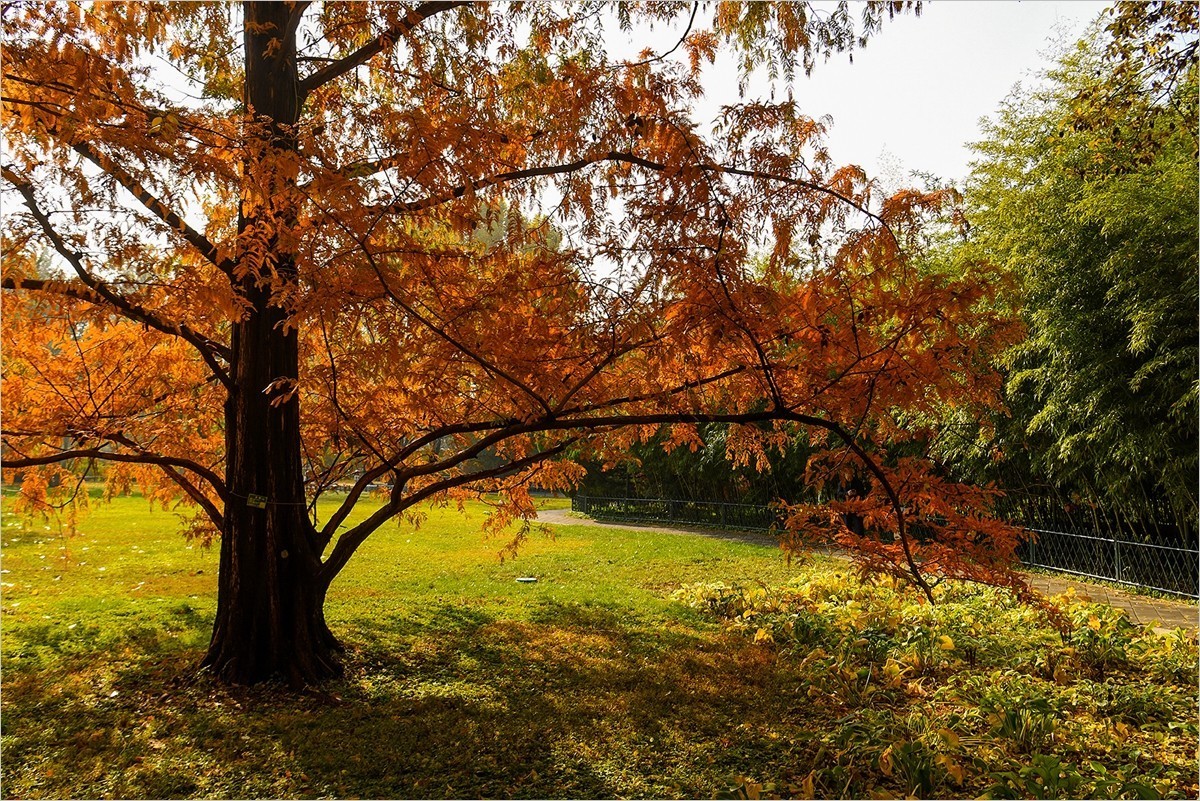 2024年第0867贴-北京紫竹院风光秋拍（1124）