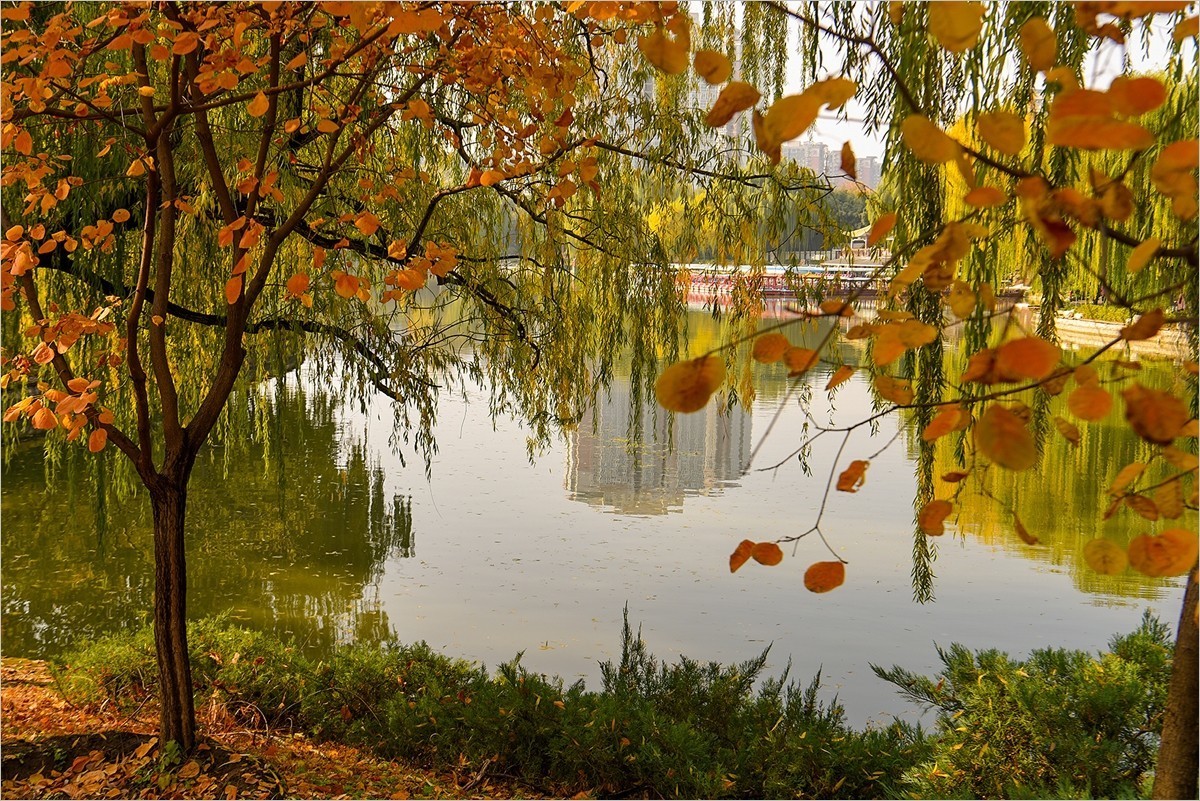 2024年第0867贴-北京紫竹院风光秋拍（1124）