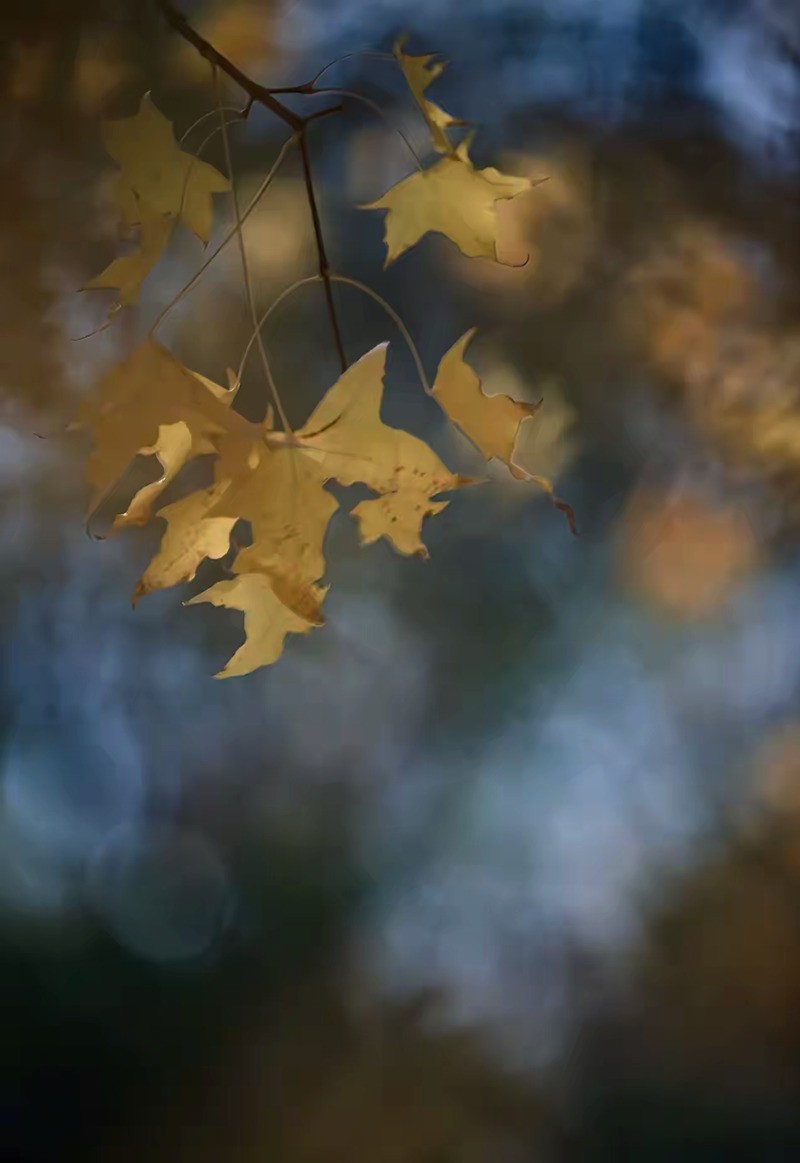 银杏叶黄2