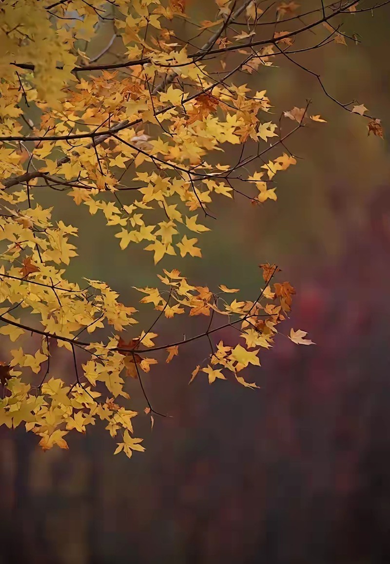 银杏叶黄2