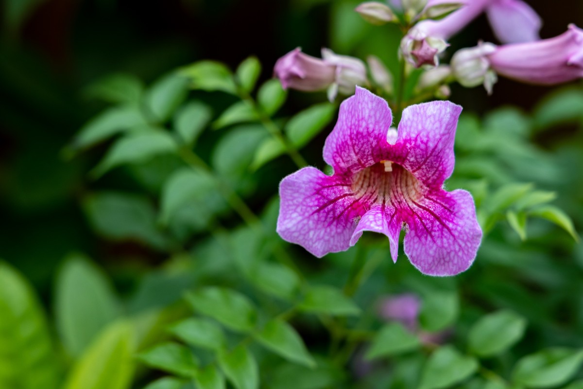 花枝招展（335）