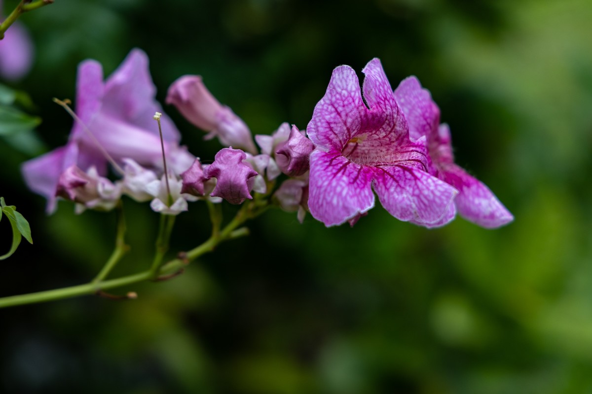 花枝招展（335）