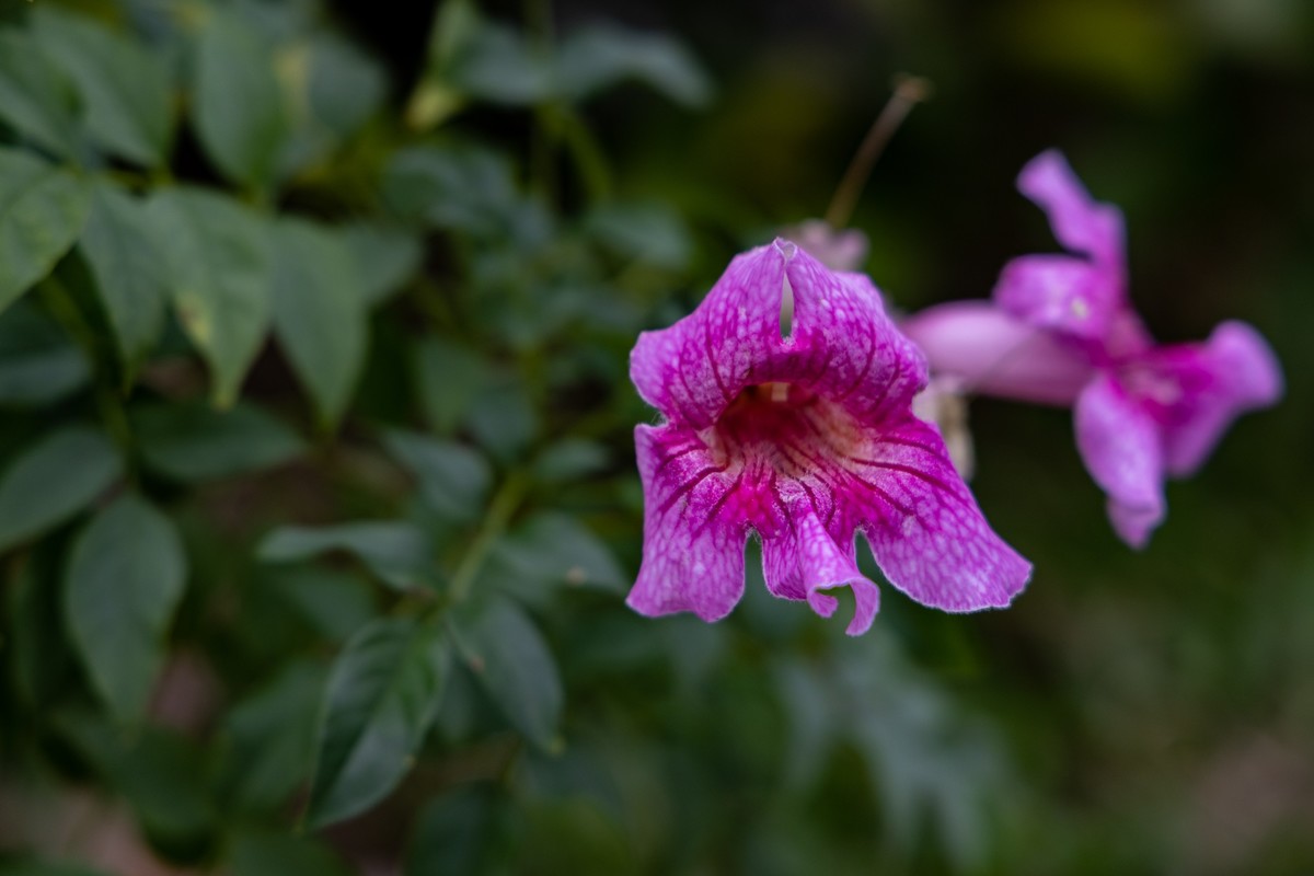 花枝招展（335）