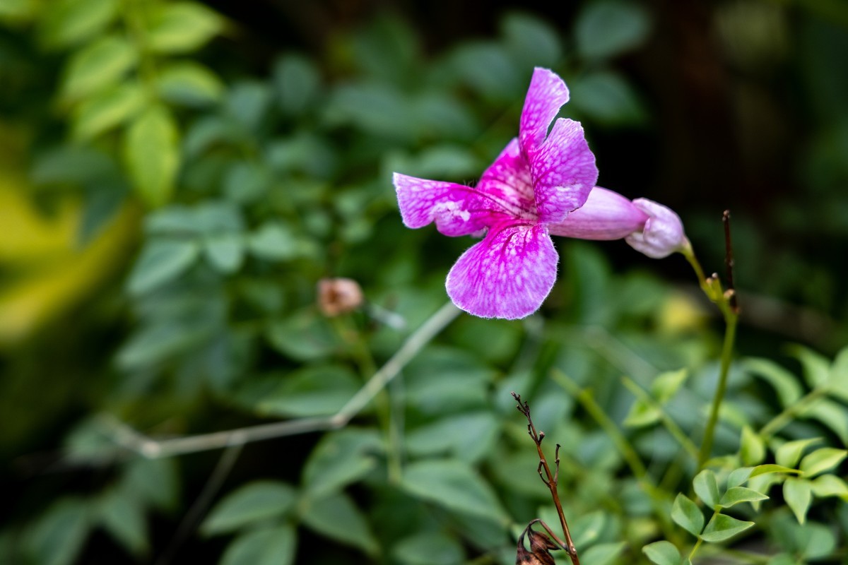 花枝招展（335）