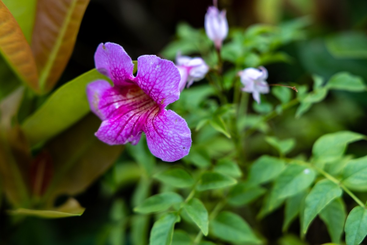 花枝招展（335）