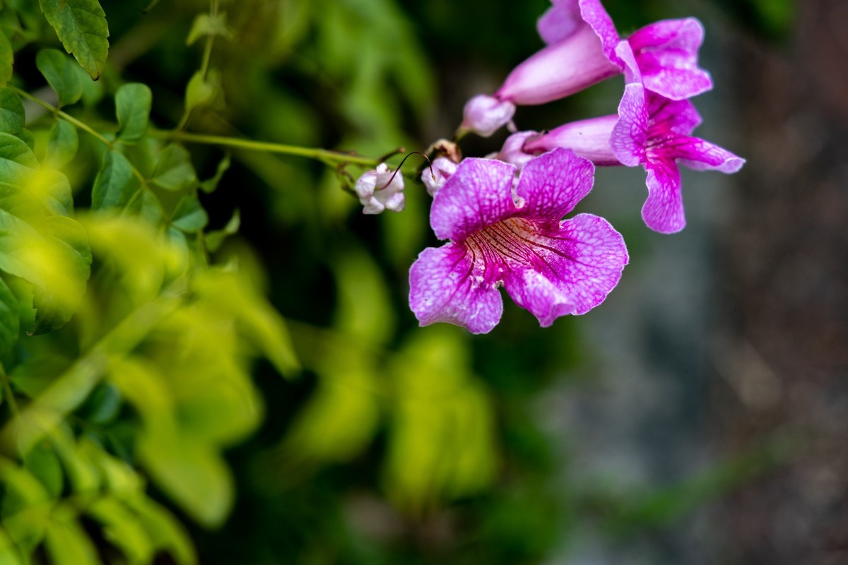 花枝招展（335）