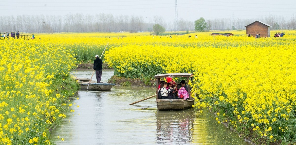 油菜花黄春意浓