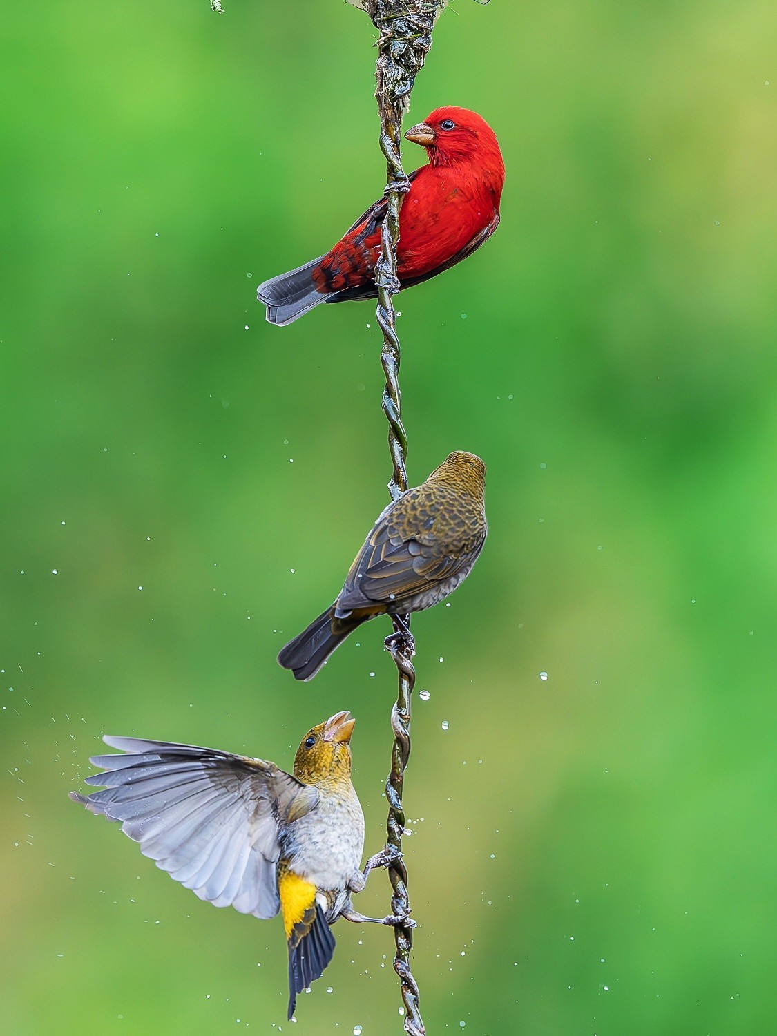 再刷高黎贡山百花岭