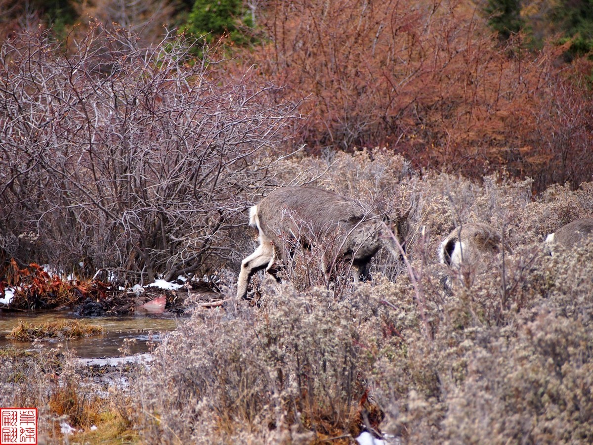 2024.11动物与自然的和谐（1）