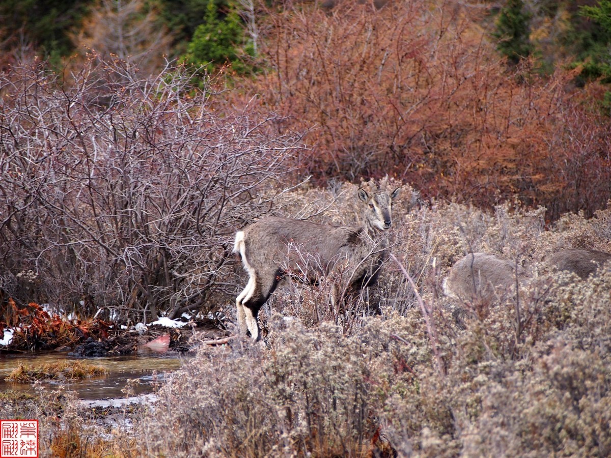2024.11动物与自然的和谐（1）