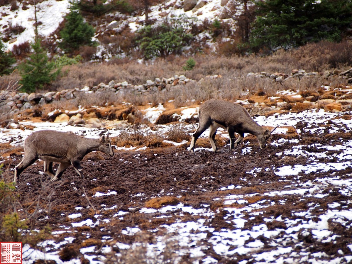 2024.11动物与自然的和谐（1）