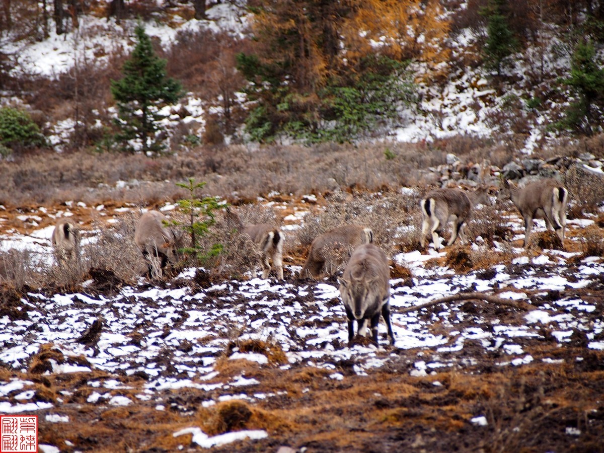 2024.11动物与自然的和谐（1）