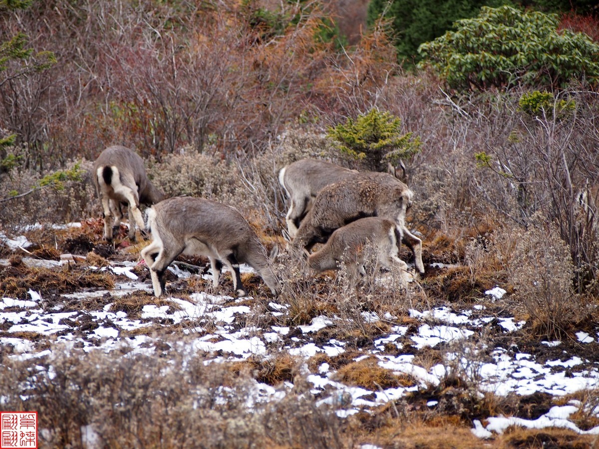 2024.11动物与自然的和谐（1）