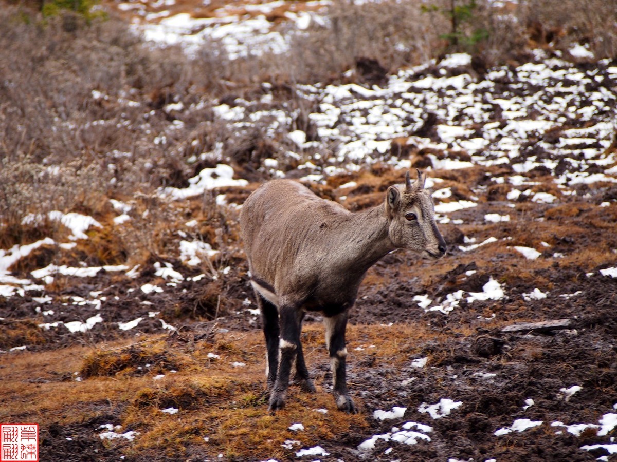 2024.11动物与自然的和谐（1）