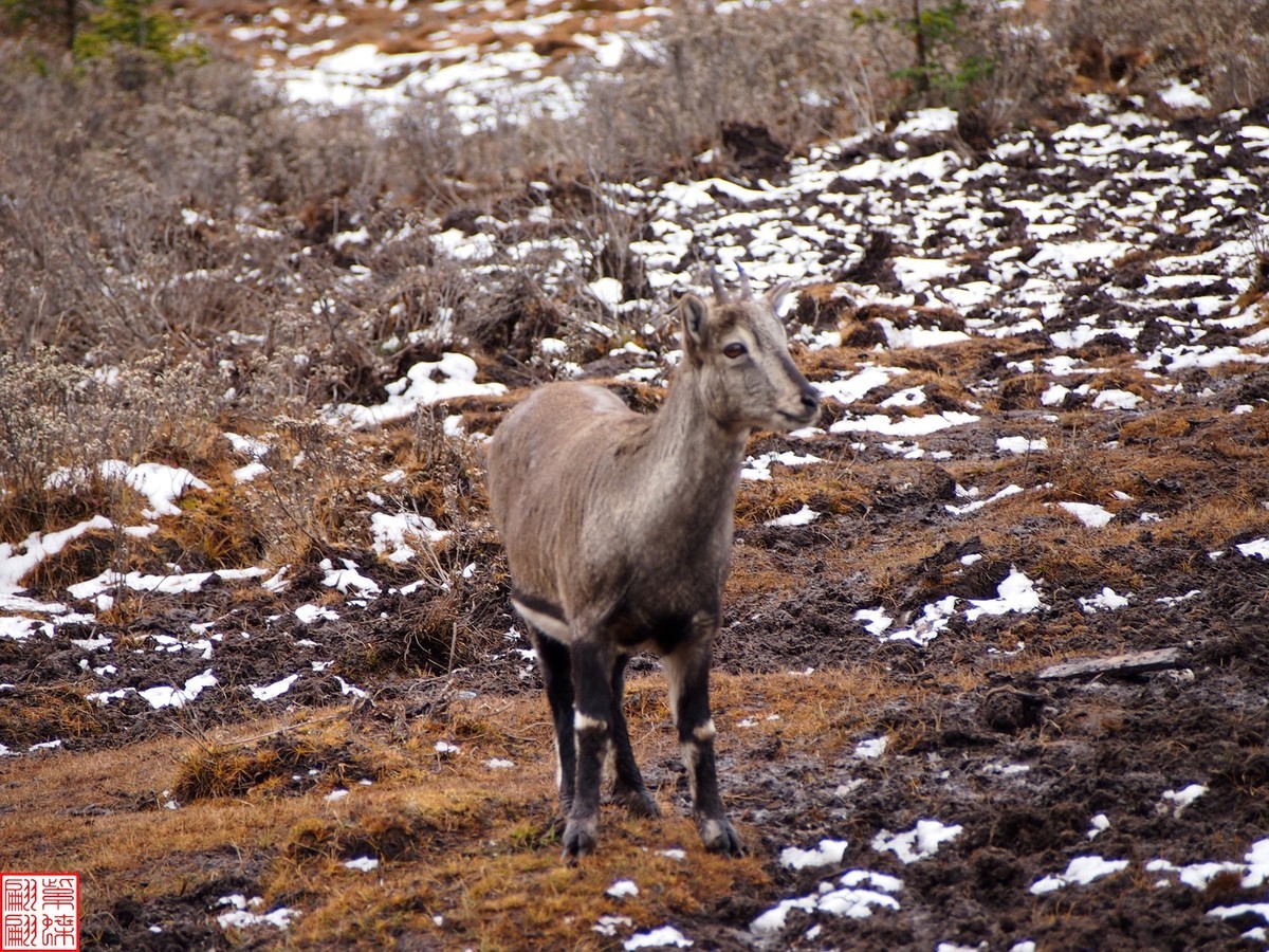 2024.11动物与自然的和谐（1）