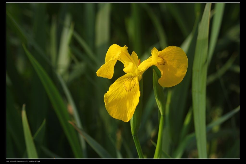 鸢尾花-2
