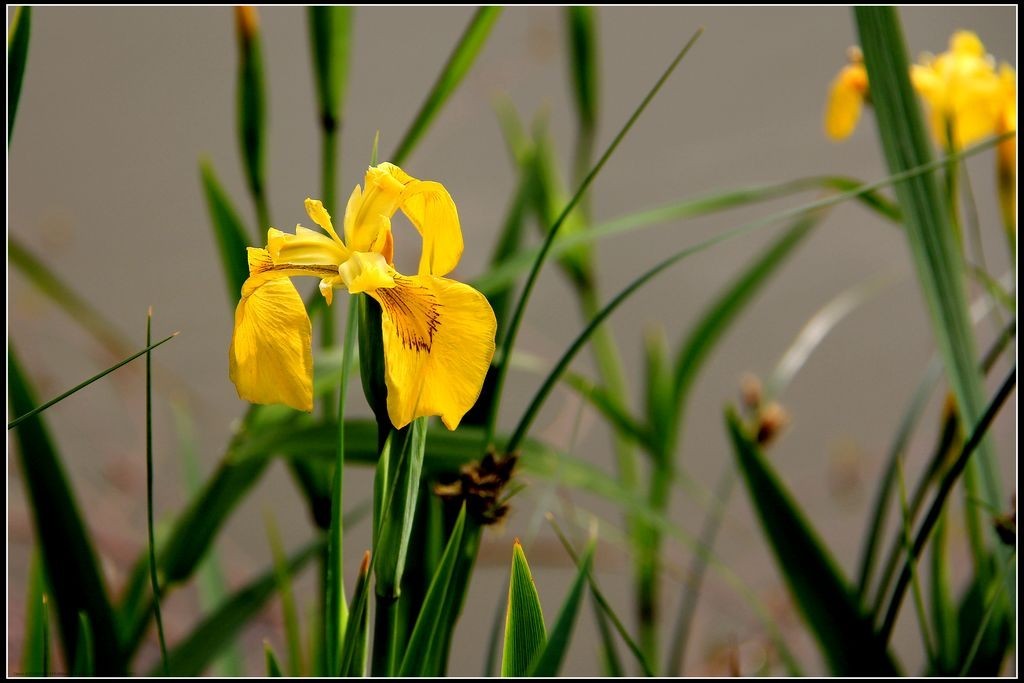 鸢尾花-2