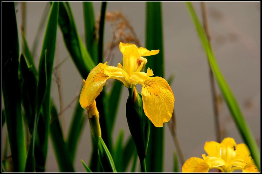 鸢尾花-2