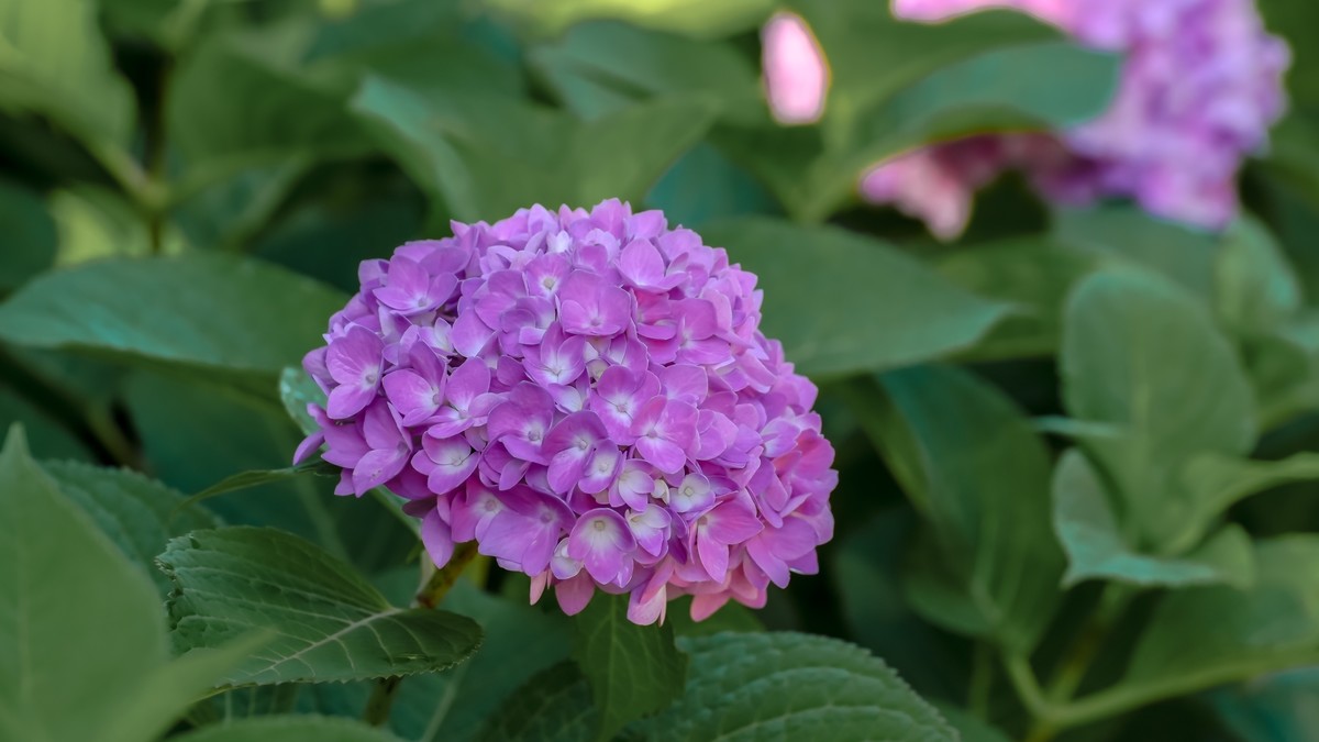 夏游玉渊潭20220623《19》