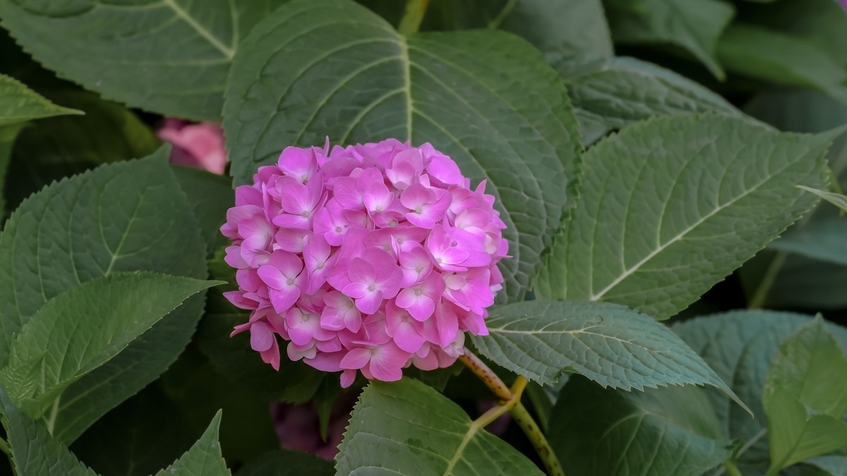 夏游玉渊潭20220623《19》