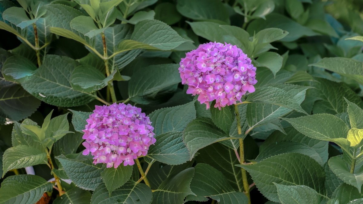 夏游玉渊潭20220623《19》