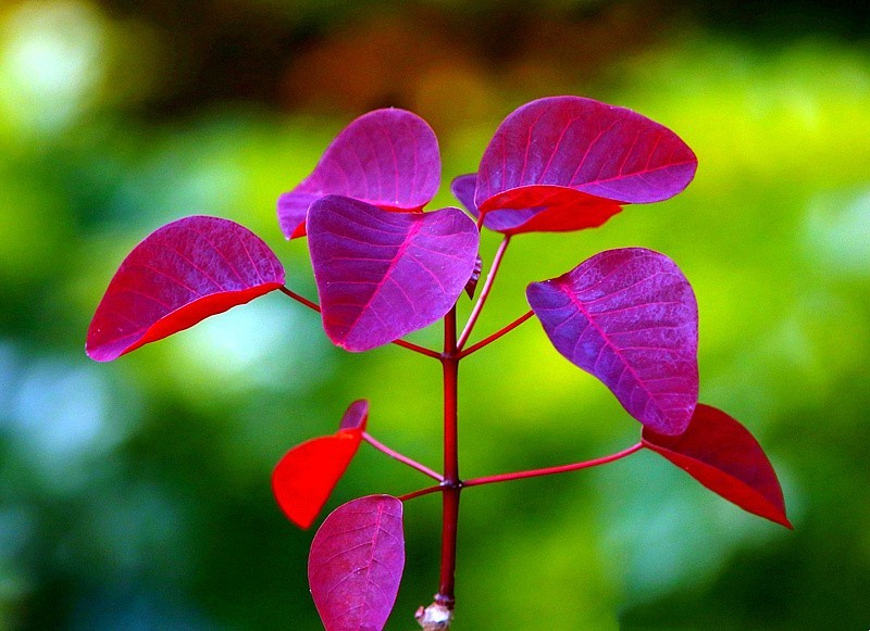 758【不老松：海南游摄纪实】临高长島兰湾的紫锦木!