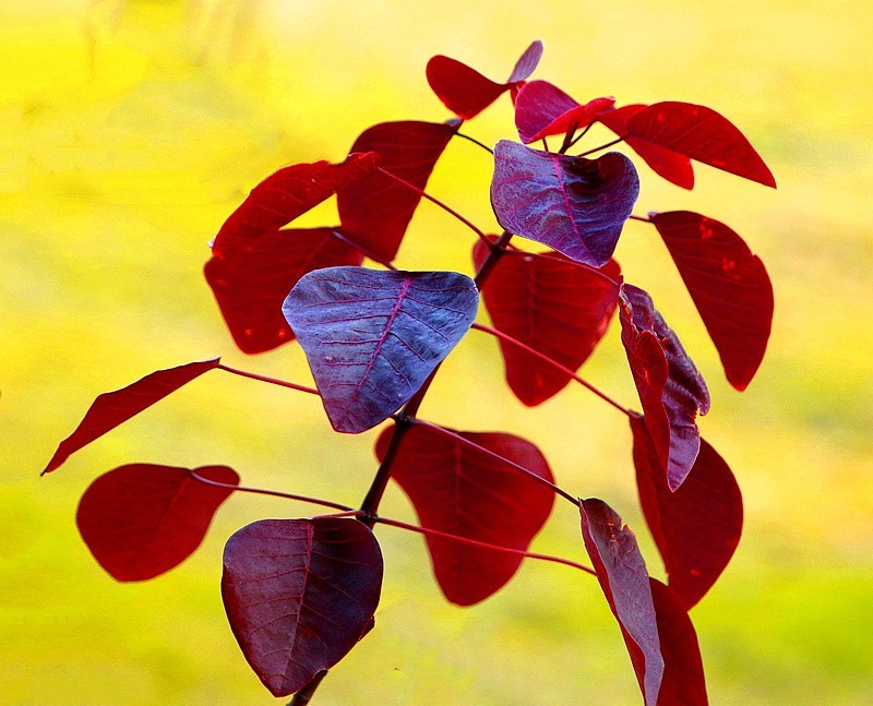 758【不老松：海南游摄纪实】临高长島兰湾的紫锦木!