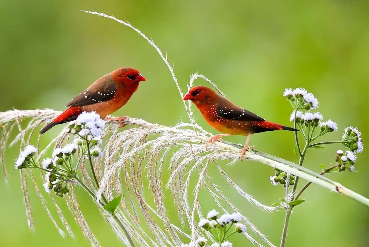 芦苇上红梅花雀爱情--连拍