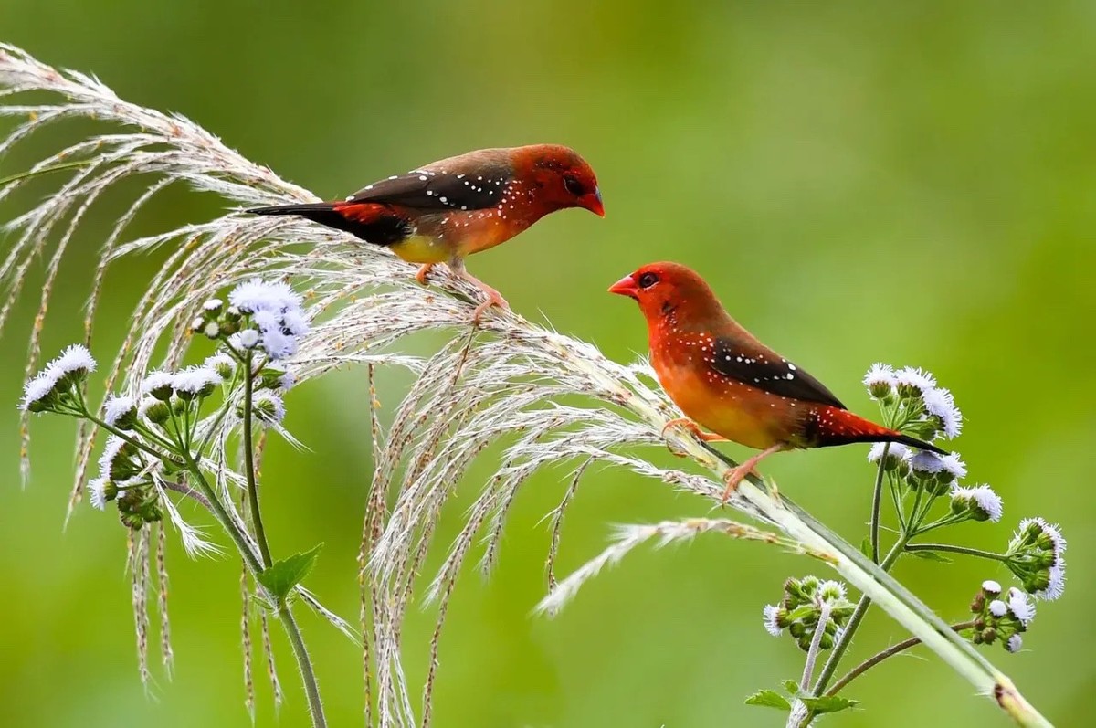 芦苇上红梅花雀爱情--连拍